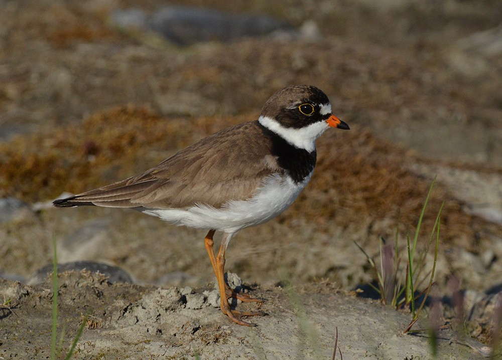 Semipalmated Plover - ML290556711
