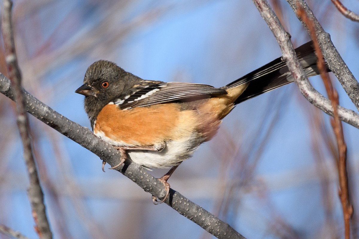 Spotted Towhee - ML290560381