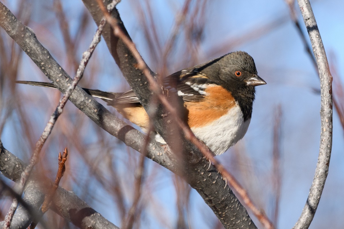 Spotted Towhee - ML290560391