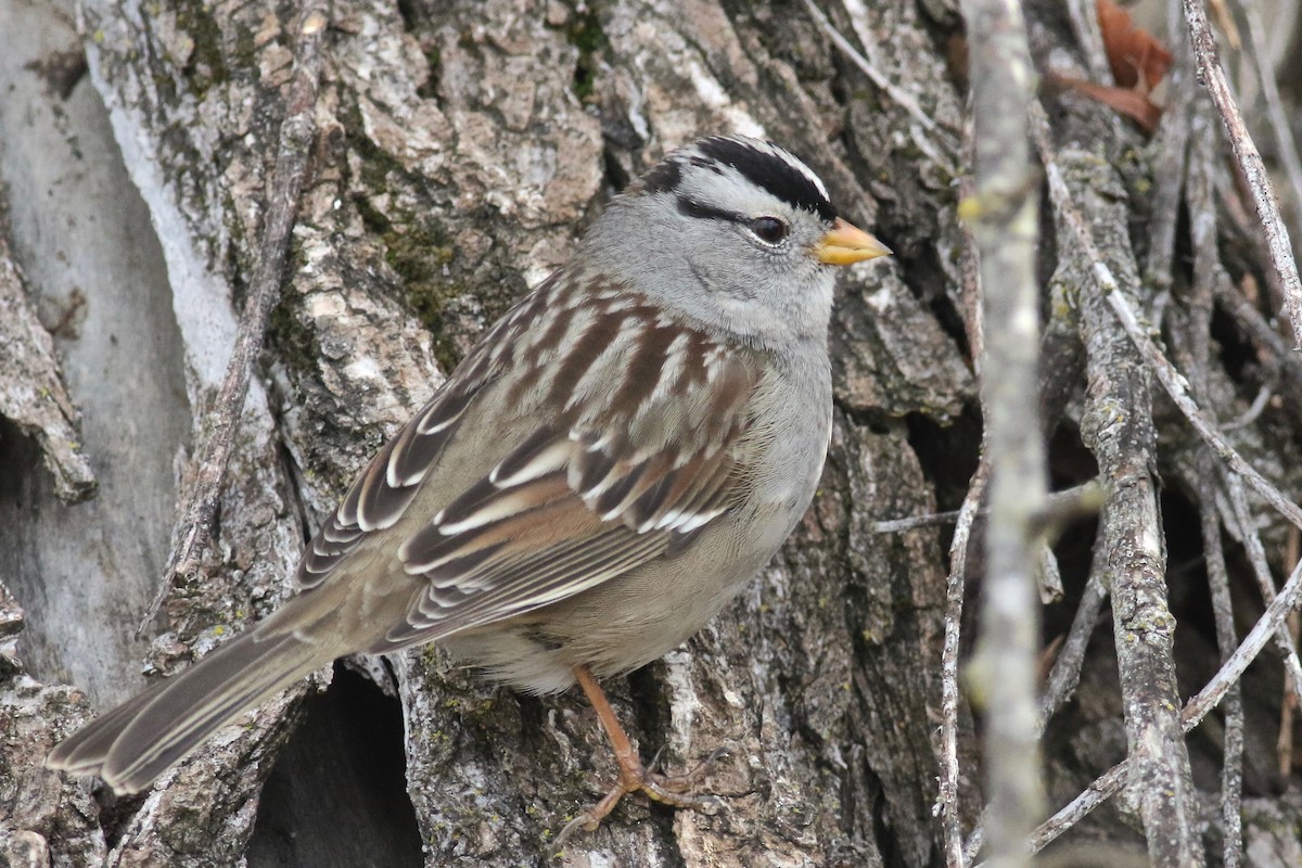 White-crowned Sparrow (Gambel's) - Gil Ewing