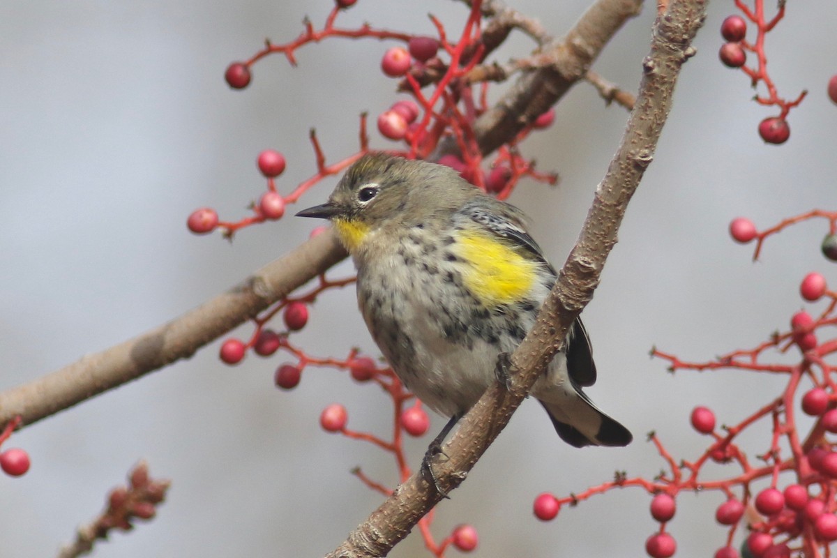 Yellow-rumped Warbler (Audubon's) - Gil Ewing