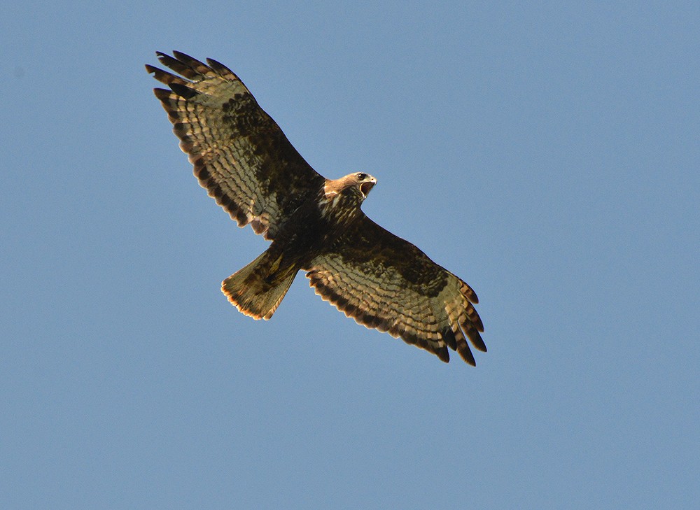 Red-tailed Hawk (Harlan's) - ML290562701