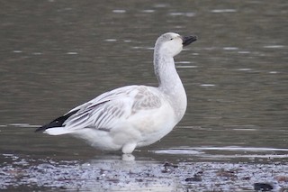 Snow Goose, ML290562901
