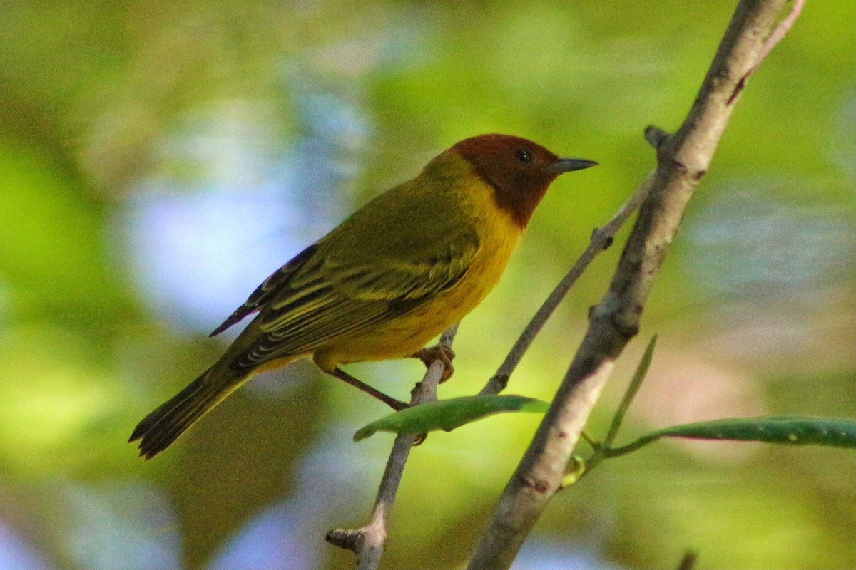 Yellow Warbler (Mangrove) - ML290563601