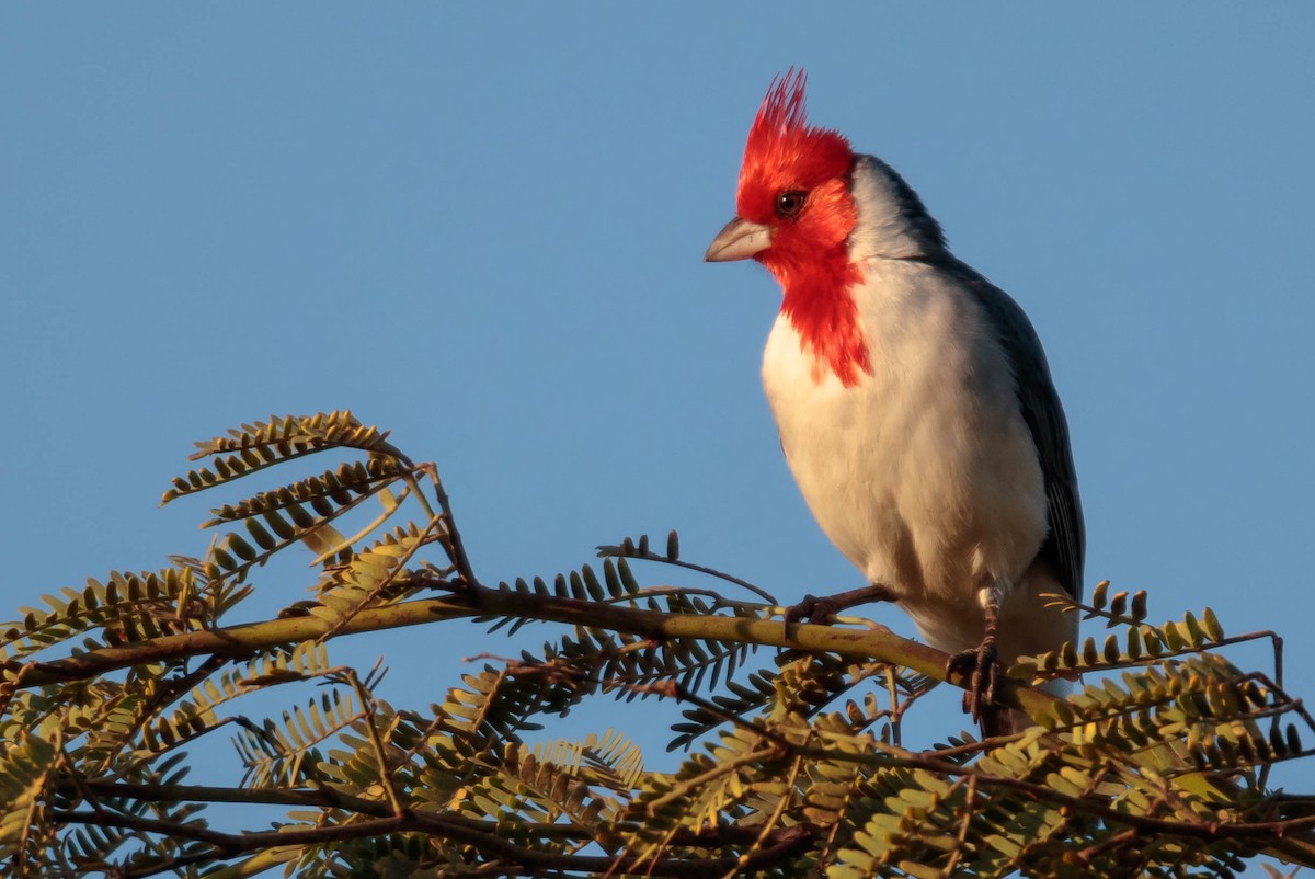 Red-crested Cardinal - ML290567271