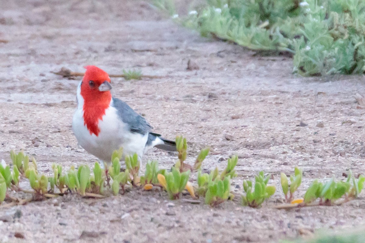 Red-crested Cardinal - ML290567371