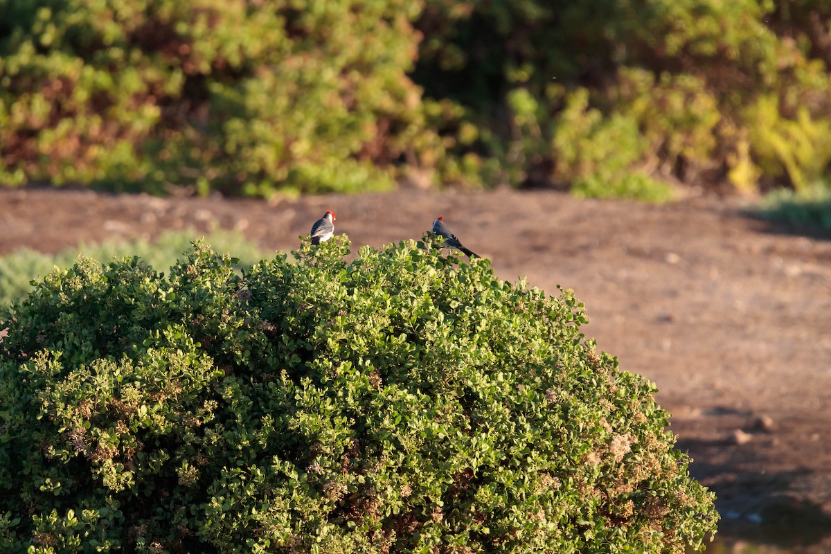 Red-crested Cardinal - ML290567391
