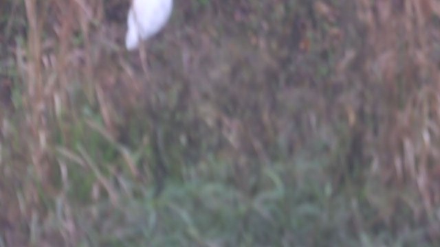 Чапля єгипетська (підвид ibis) - ML290567451