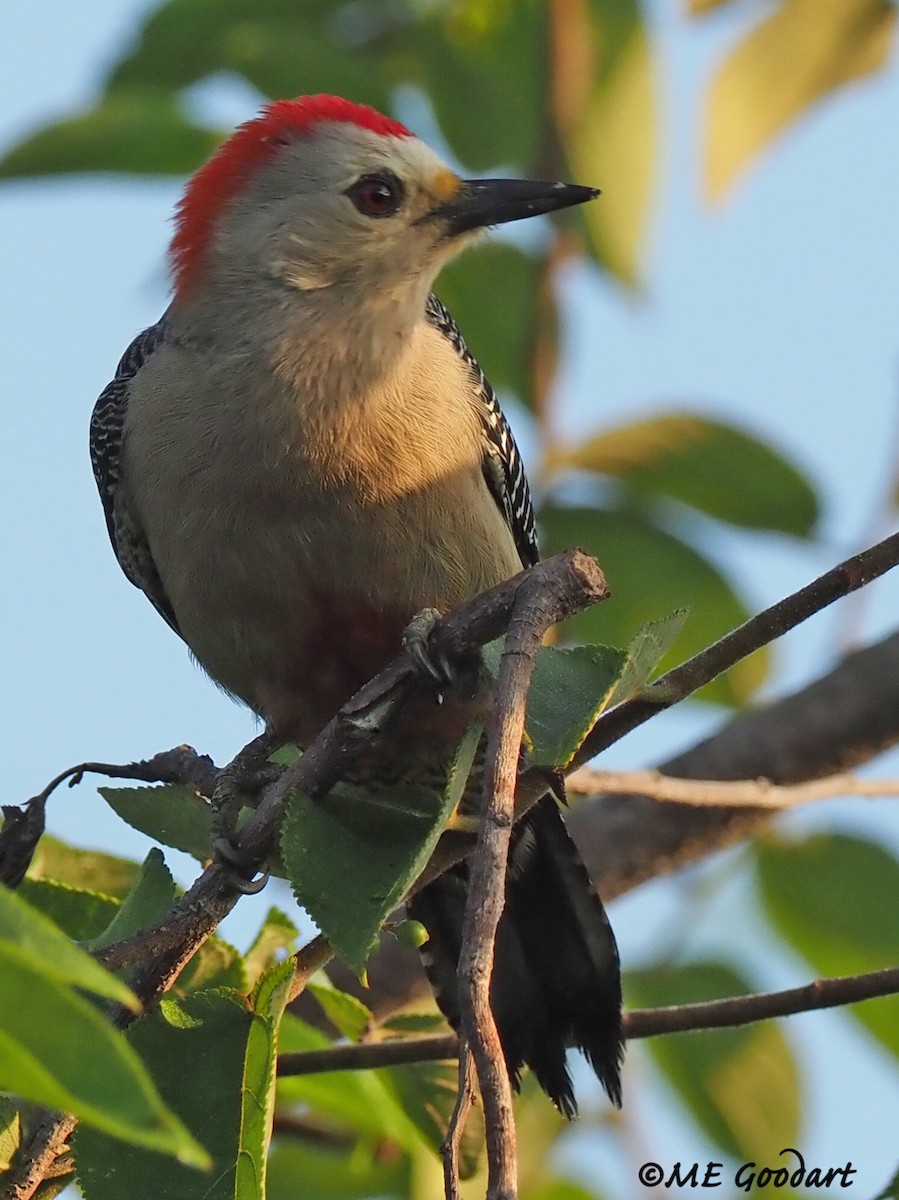 Yucatan Woodpecker - ML290569891