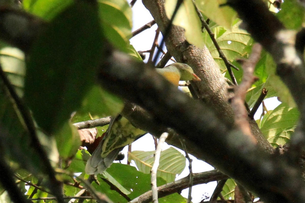 Yellow-breasted Fruit-Dove - ML29057281