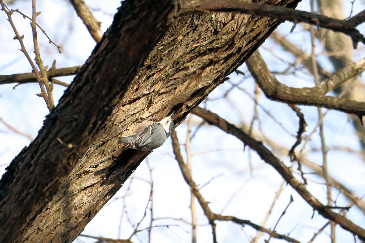 White-breasted Nuthatch - Chad Cremer