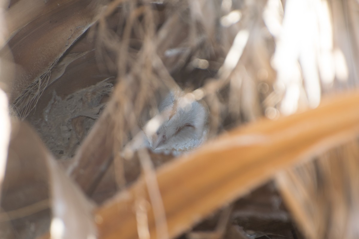 Barn Owl - Cat Zoroark
