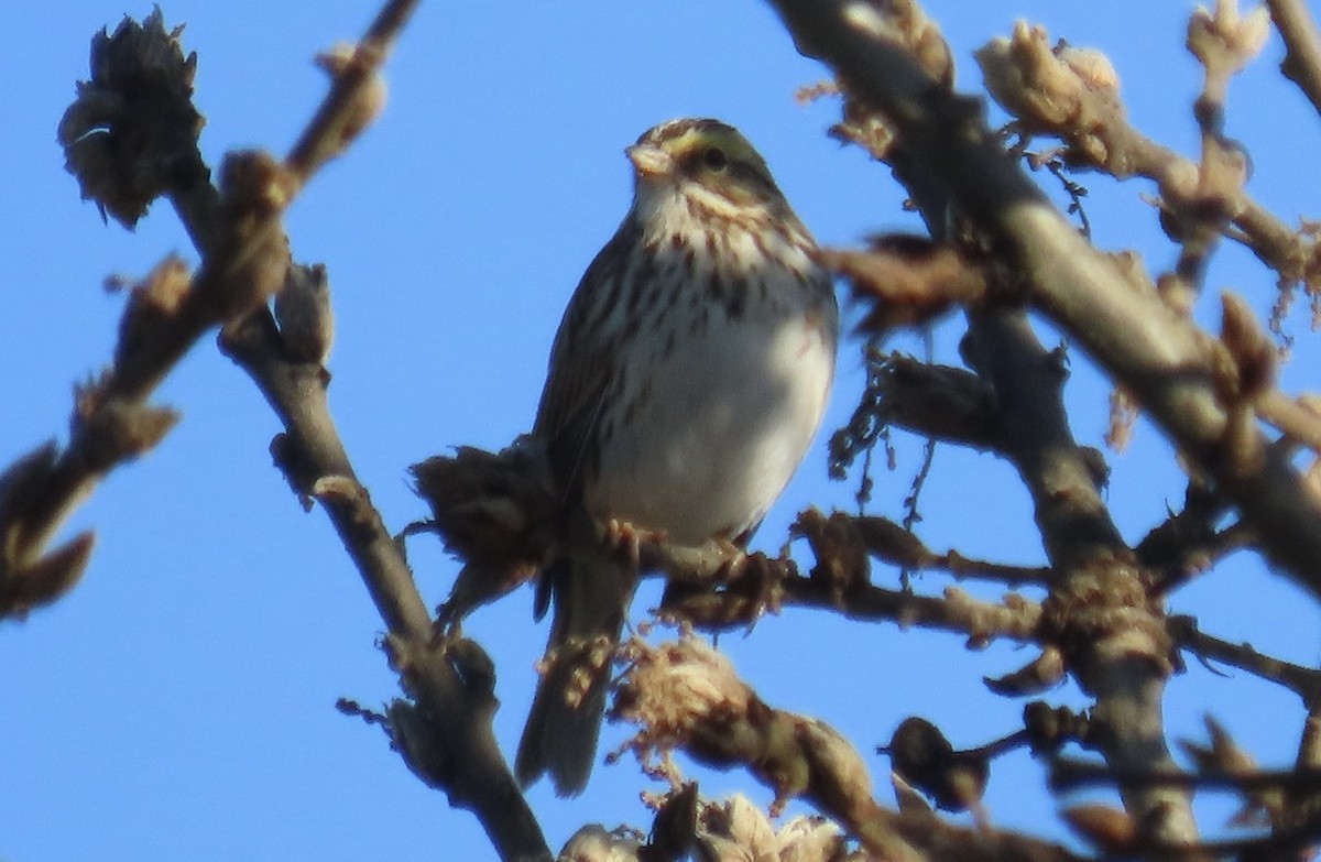 Savannah Sparrow - ML290595721