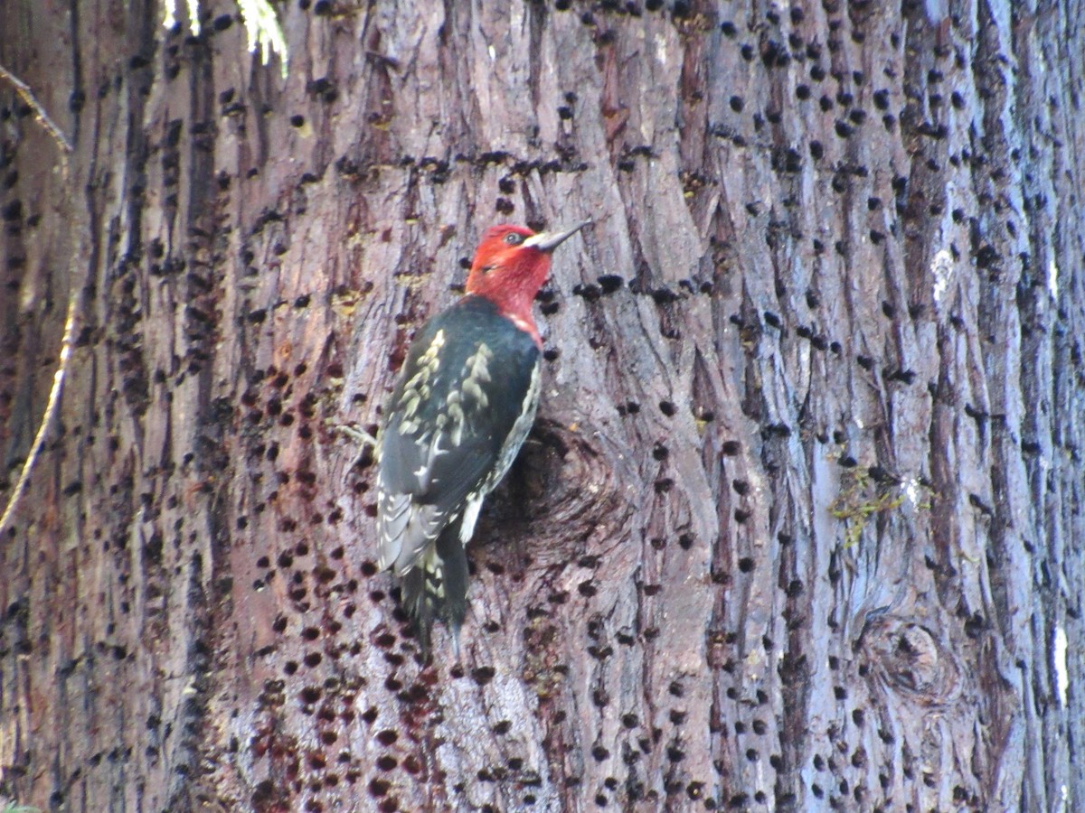 Red-breasted Sapsucker - ML290598571