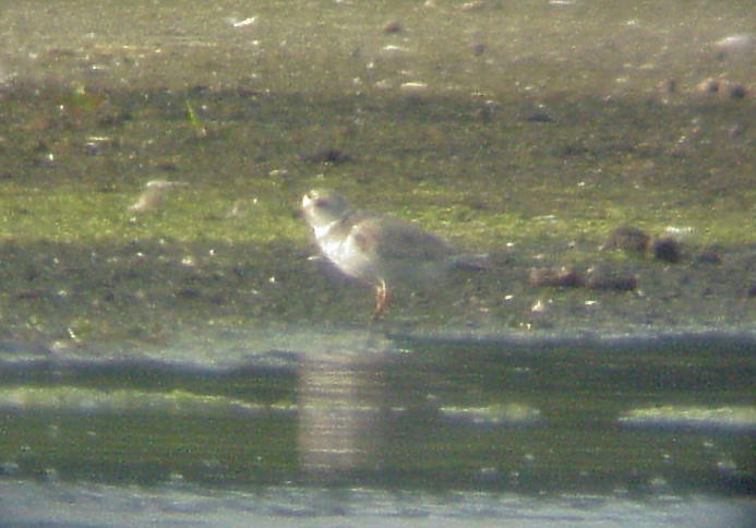 Piping Plover - ML29060291