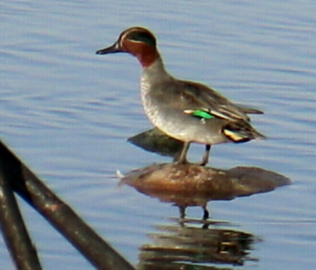 Green-winged Teal - ML290604061
