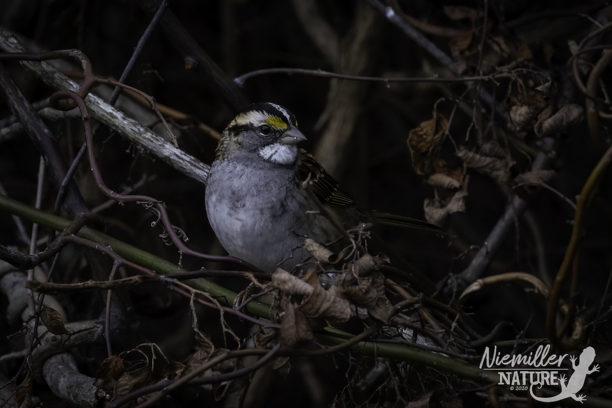 White-throated Sparrow - ML290608651