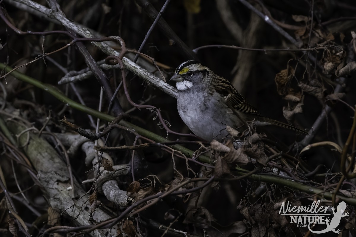 White-throated Sparrow - ML290608661