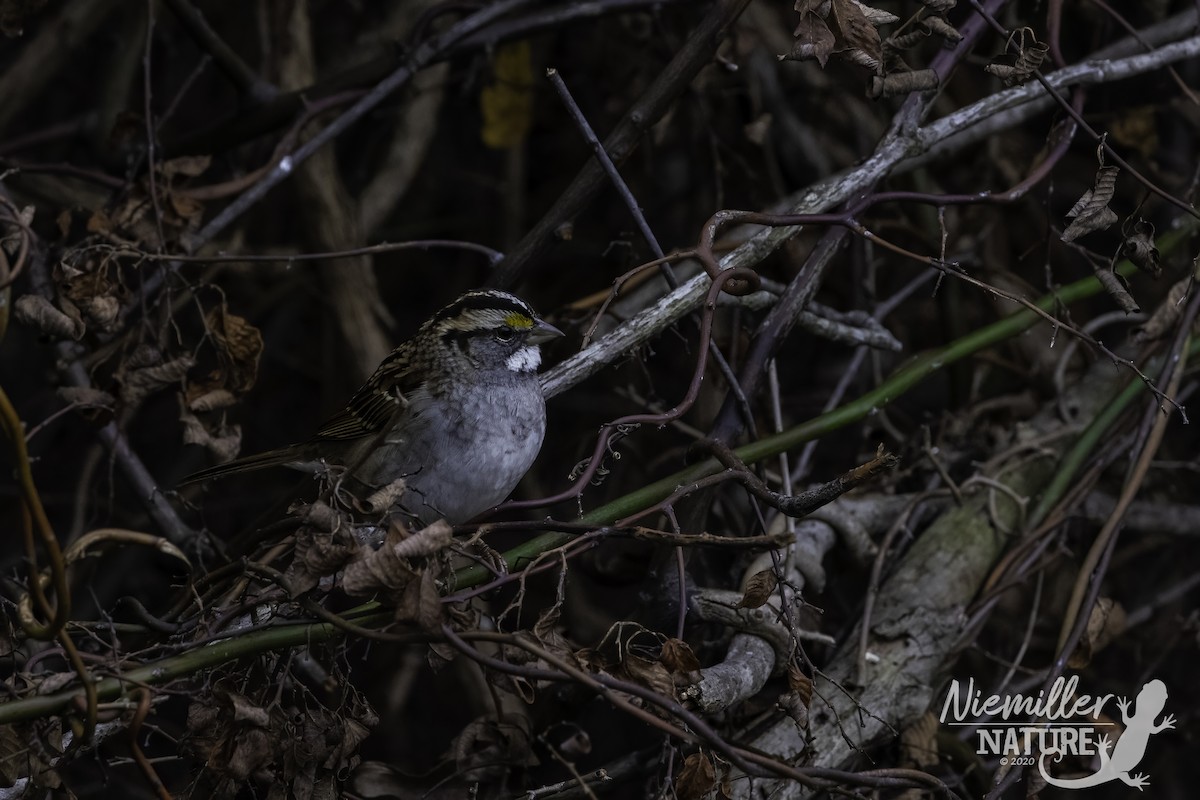 White-throated Sparrow - ML290608671