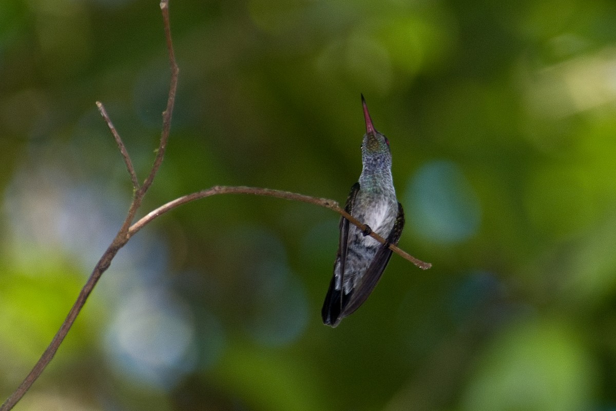 Blue-chested Hummingbird - ML290616551