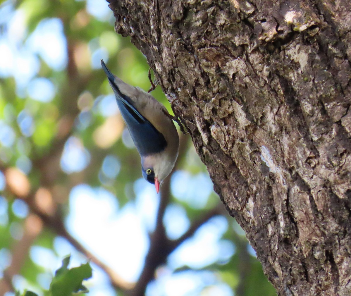 Velvet-fronted Nuthatch - Bosco Chan