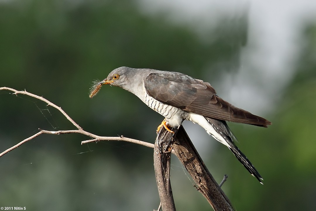 Common Cuckoo - Nitin Srinivasa Murthy
