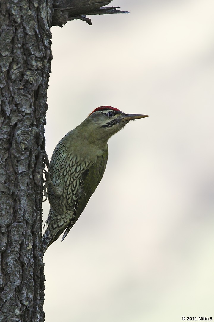 Scaly-bellied Woodpecker - Nitin Srinivasa Murthy