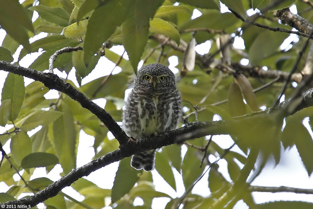 Collared Owlet - Nitin Srinivasa Murthy