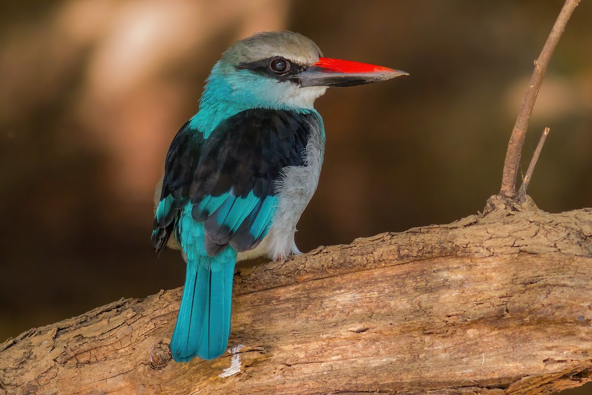 Blue-breasted Kingfisher - Yeray Seminario