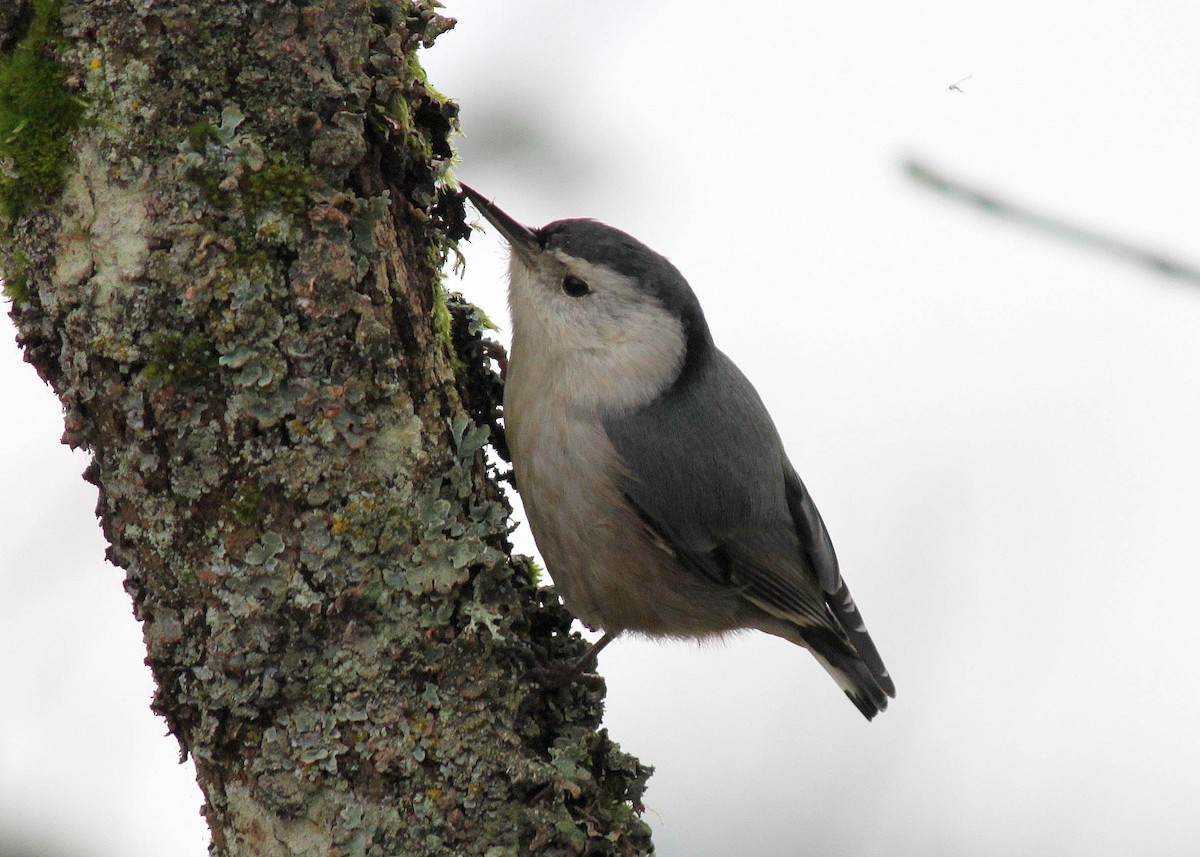 White-breasted Nuthatch - ML290622901