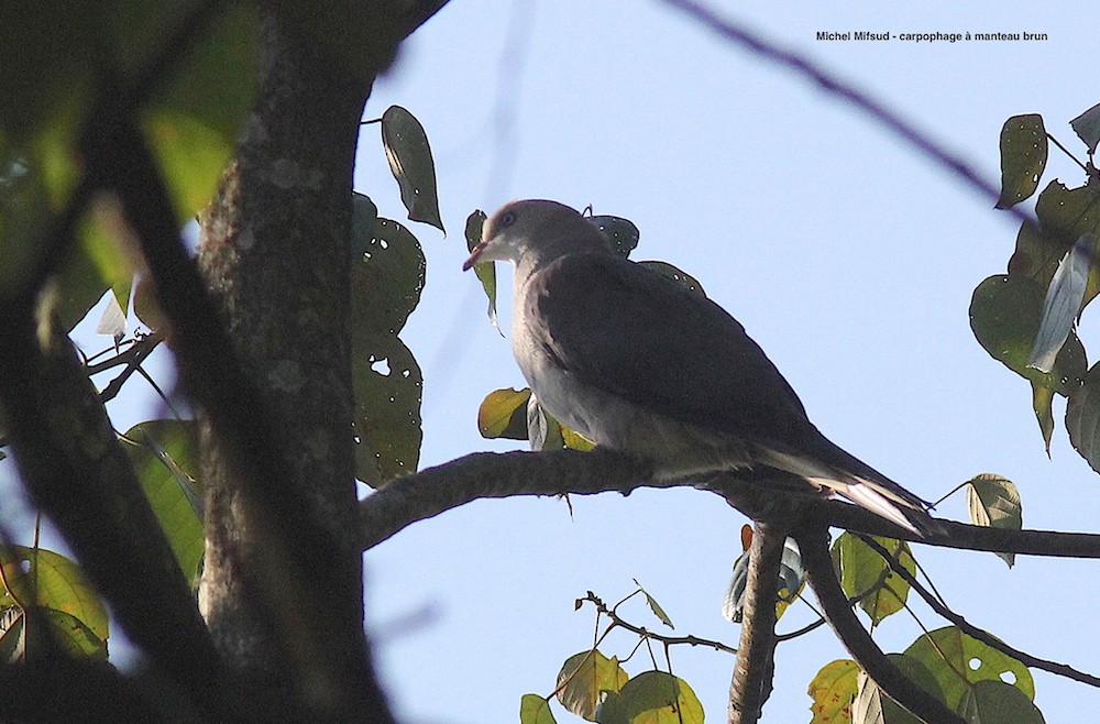 Mountain Imperial-Pigeon - ML290623711