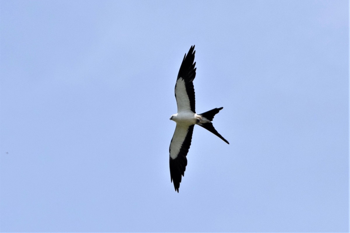 Swallow-tailed Kite - ML290628751