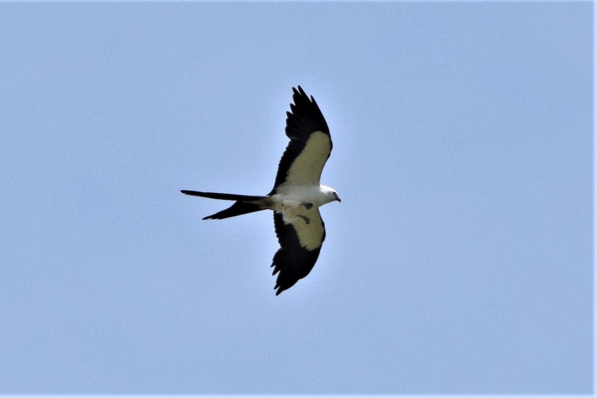 Swallow-tailed Kite - ML290628761