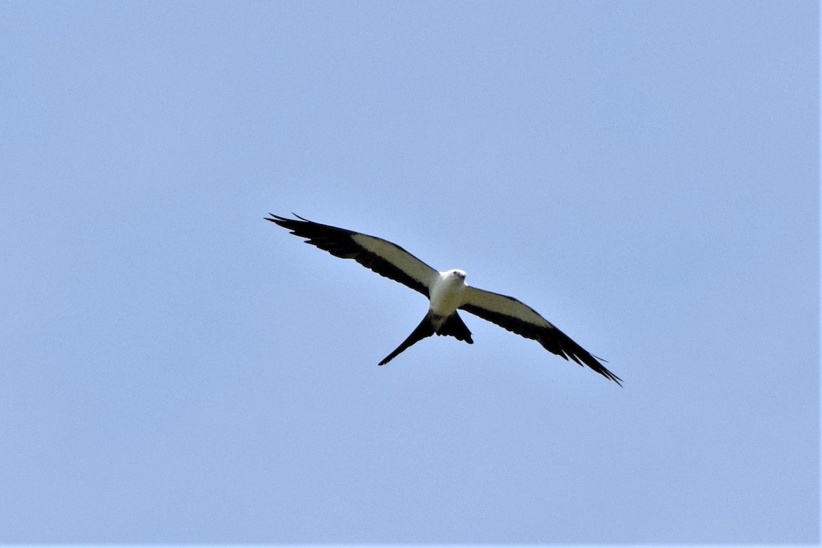 Swallow-tailed Kite - ML290628781