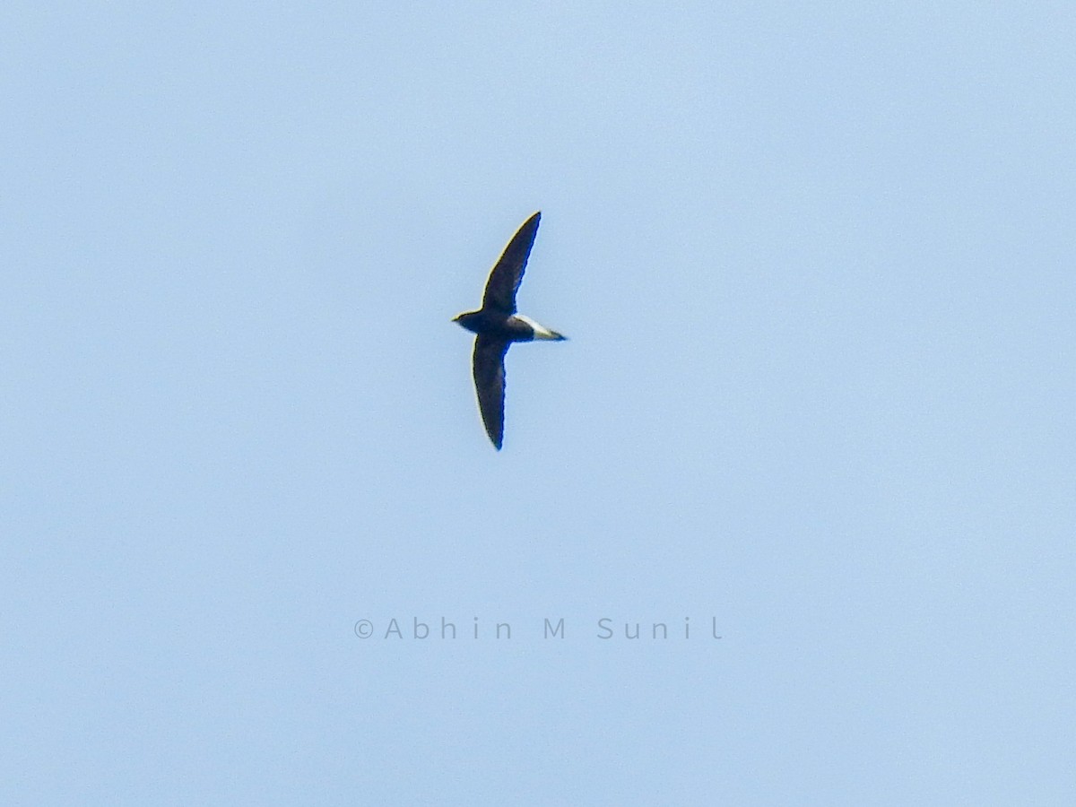 Brown-backed Needletail - ML290628791