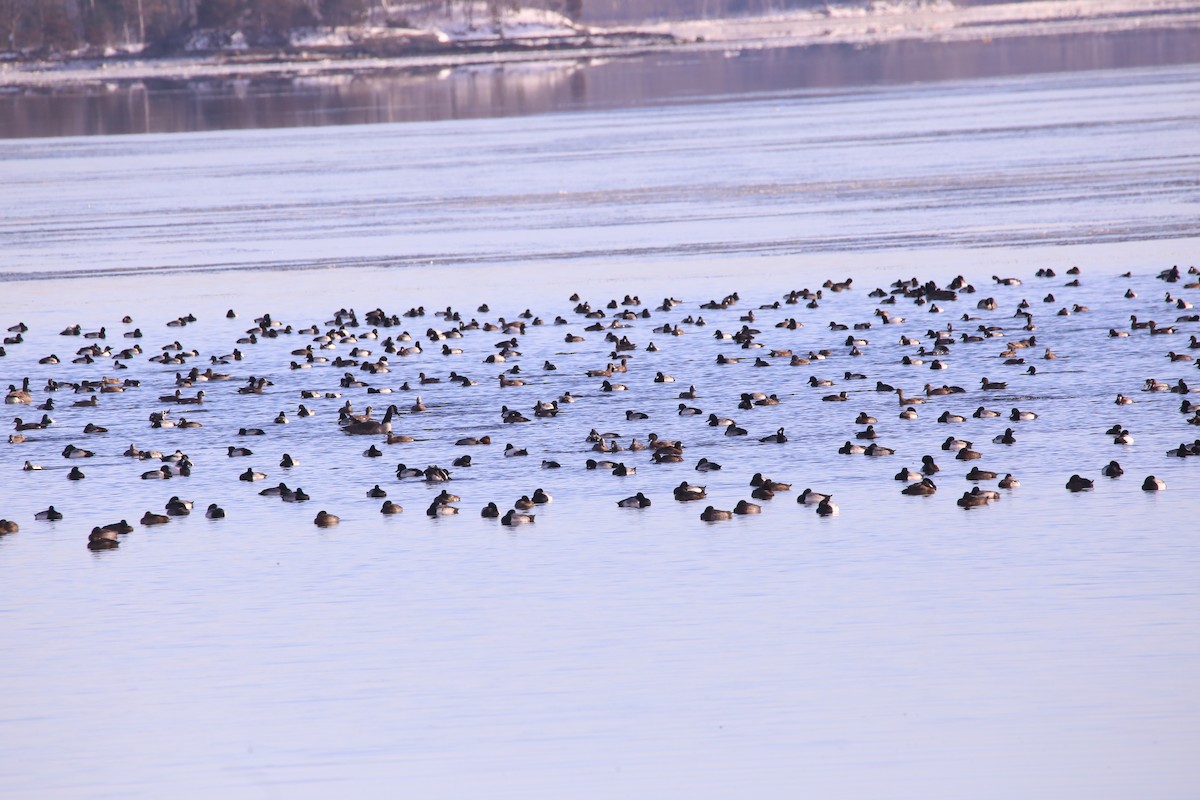 Greater Scaup - ML290634181