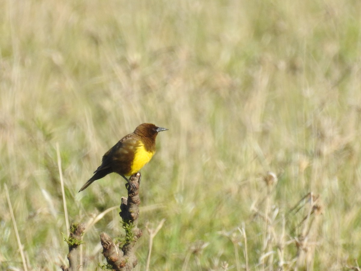 Brown-and-yellow Marshbird - ML290635431