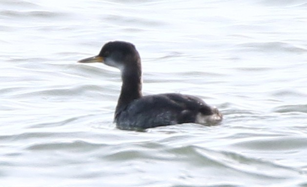 Red-necked Grebe - ML290636011
