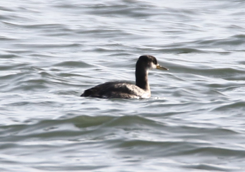Red-necked Grebe - ML290636041