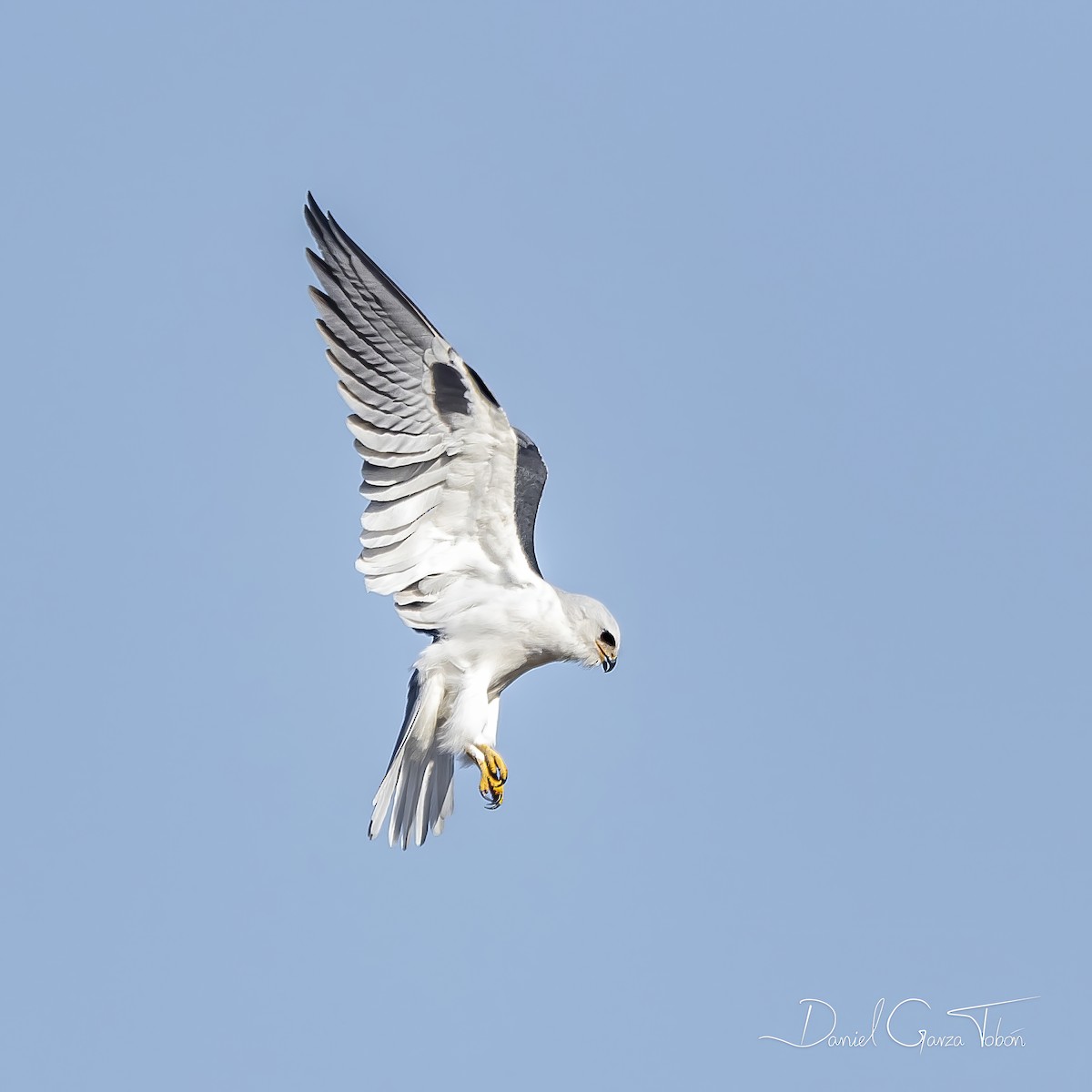 White-tailed Kite - ML290636741