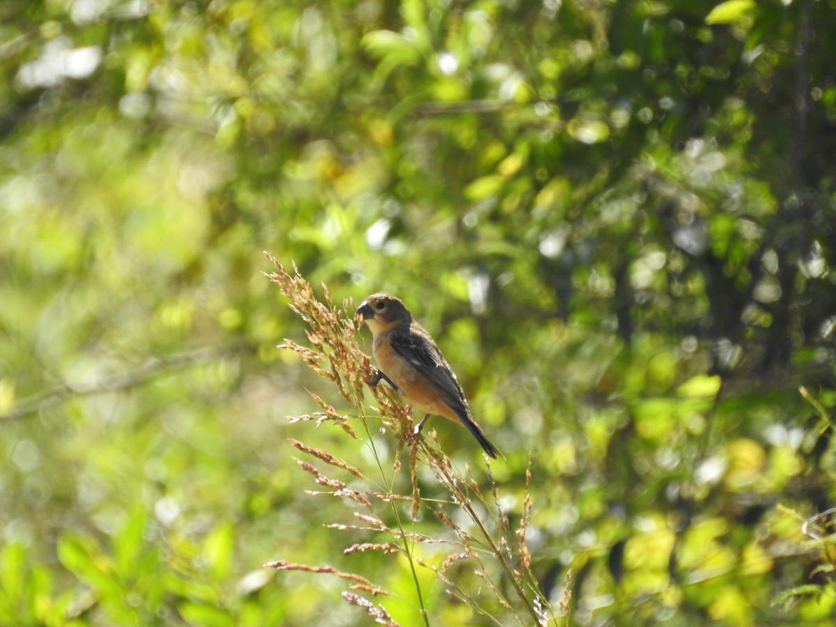 Rusty-collared Seedeater - ML290636921