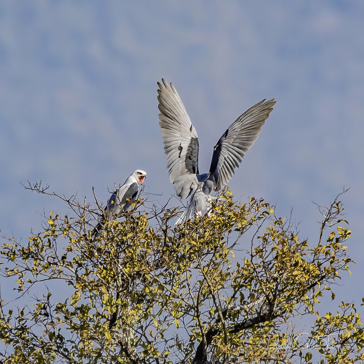 White-tailed Kite - Daniel  Garza Tobón