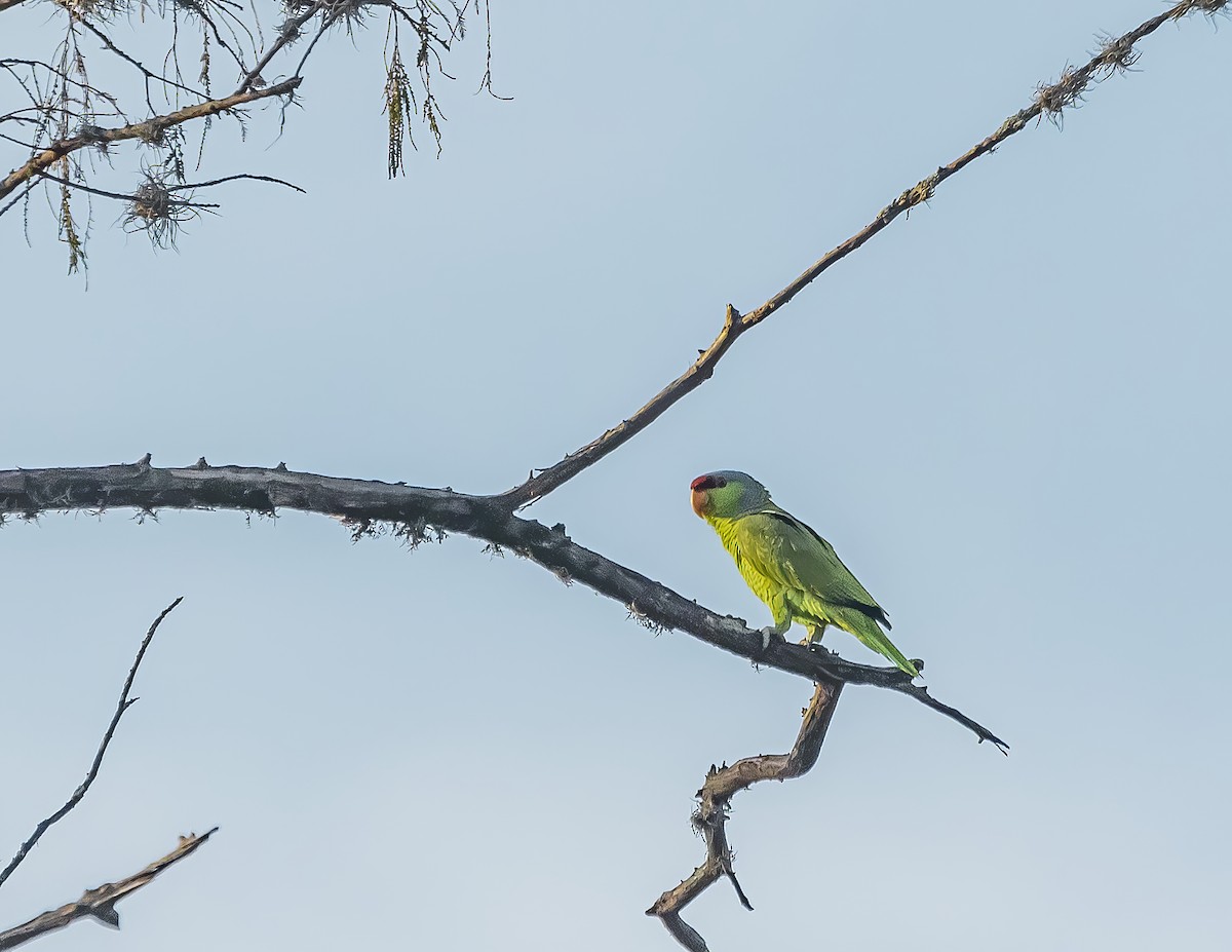 Lilac-crowned Parrot - ML290637711