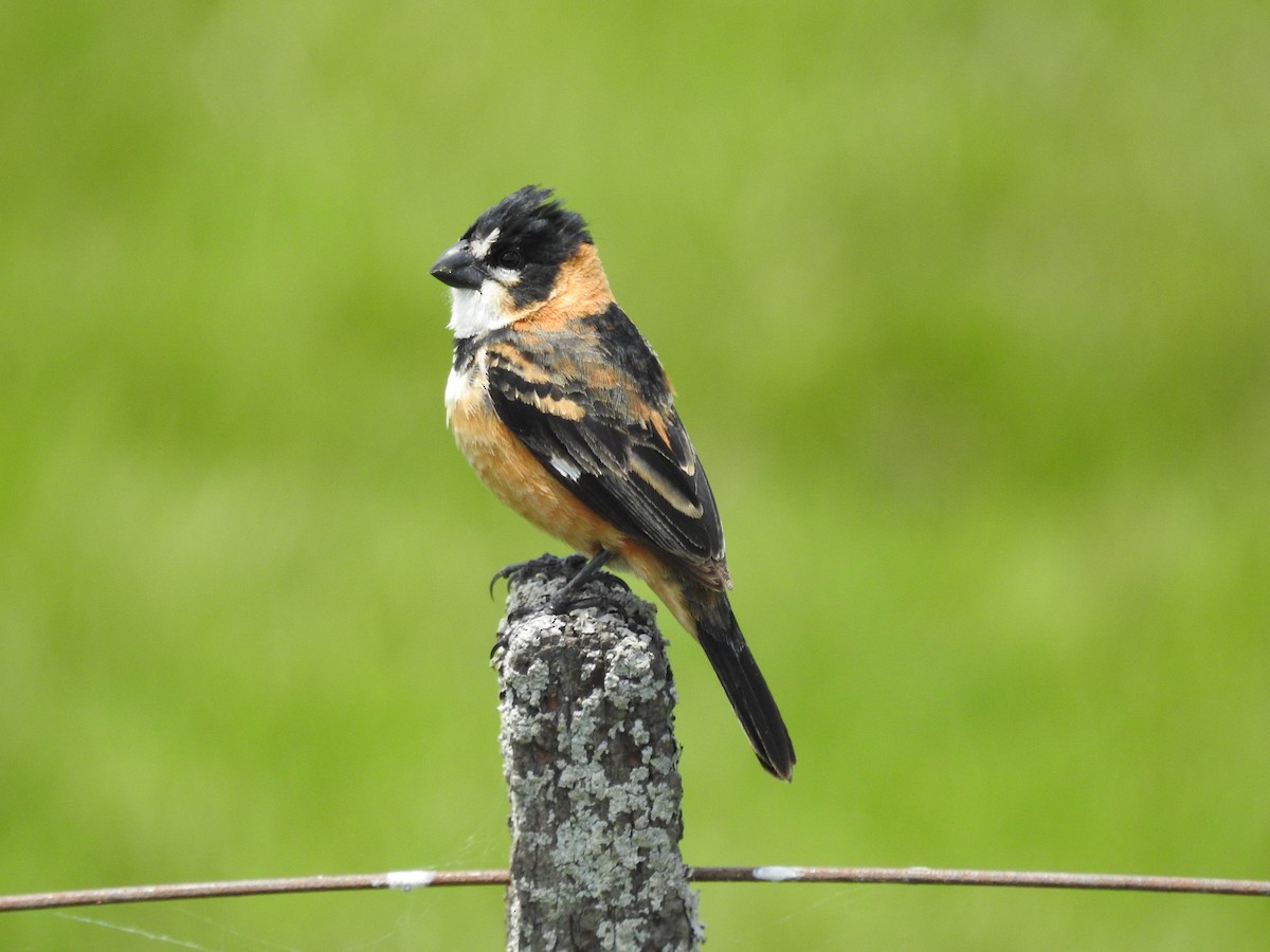 Rusty-collared Seedeater - ML290638561