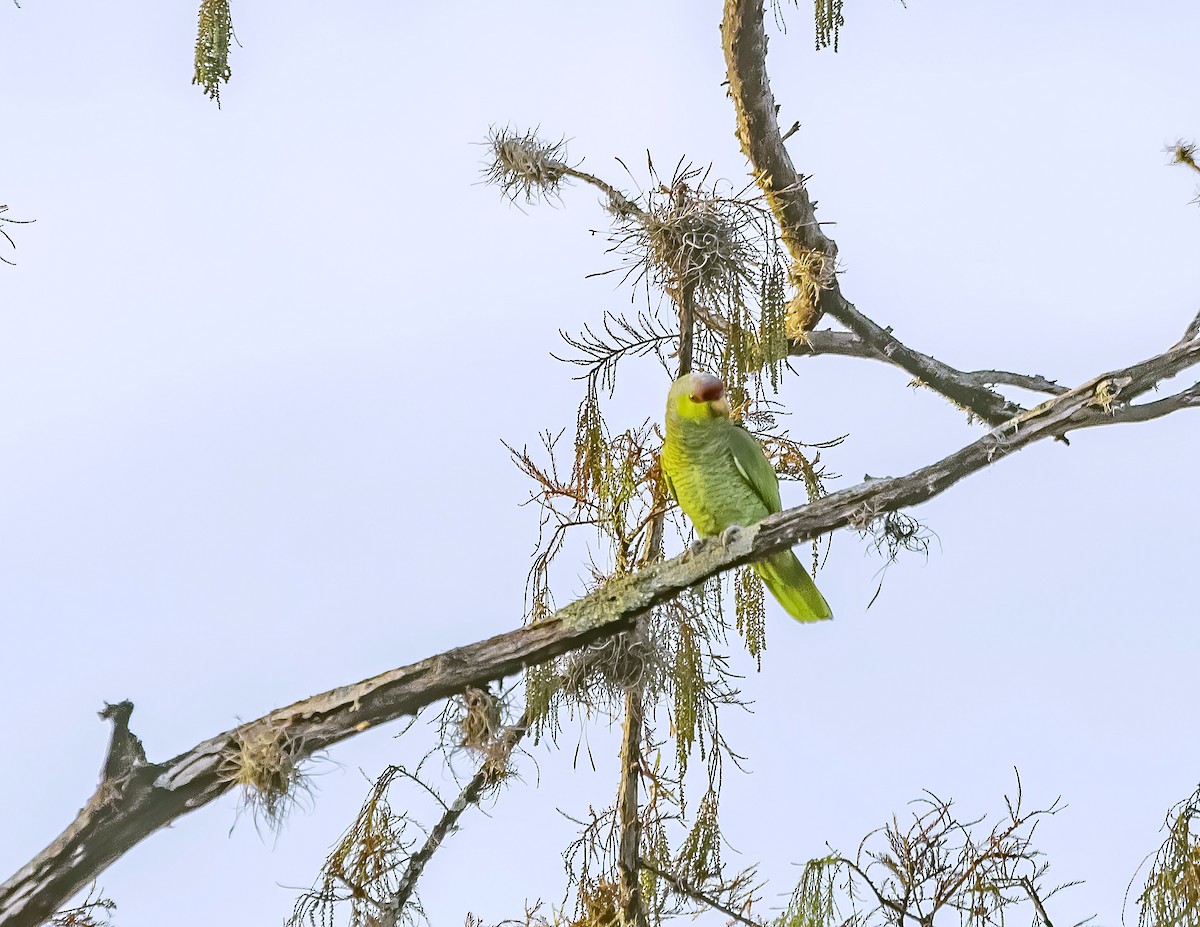 Lilac-crowned Parrot - ML290638871