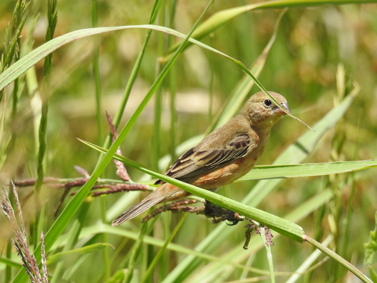 Tawny-bellied Seedeater - ML290640331