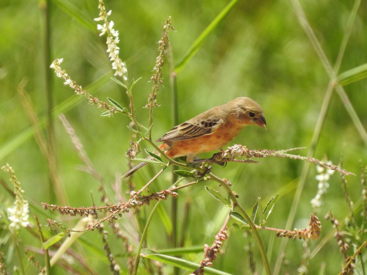 Tawny-bellied Seedeater - ML290640341