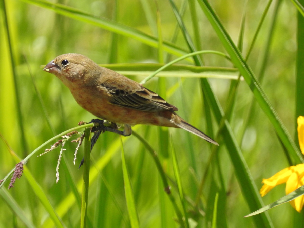 Tawny-bellied Seedeater - ML290640351