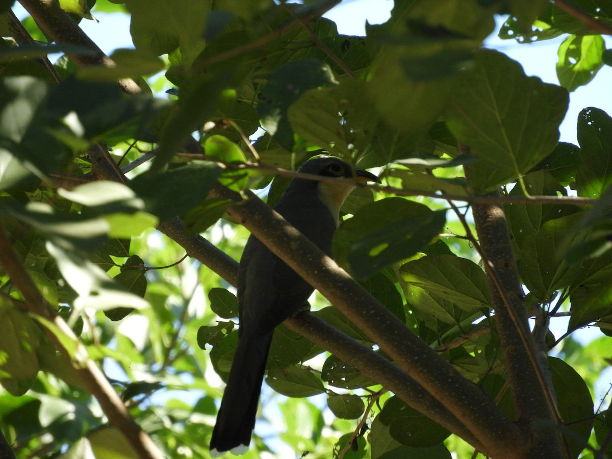 Mangrove Cuckoo - Nhering Daniel Ortiz Lobo