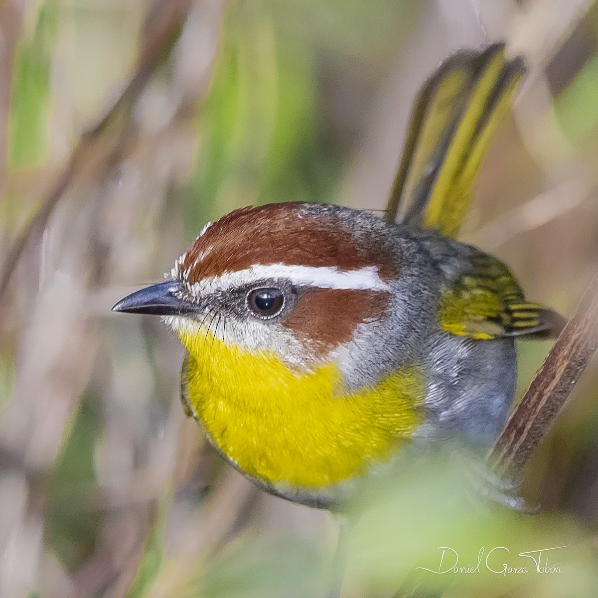 Rufous-capped Warbler - ML290640781